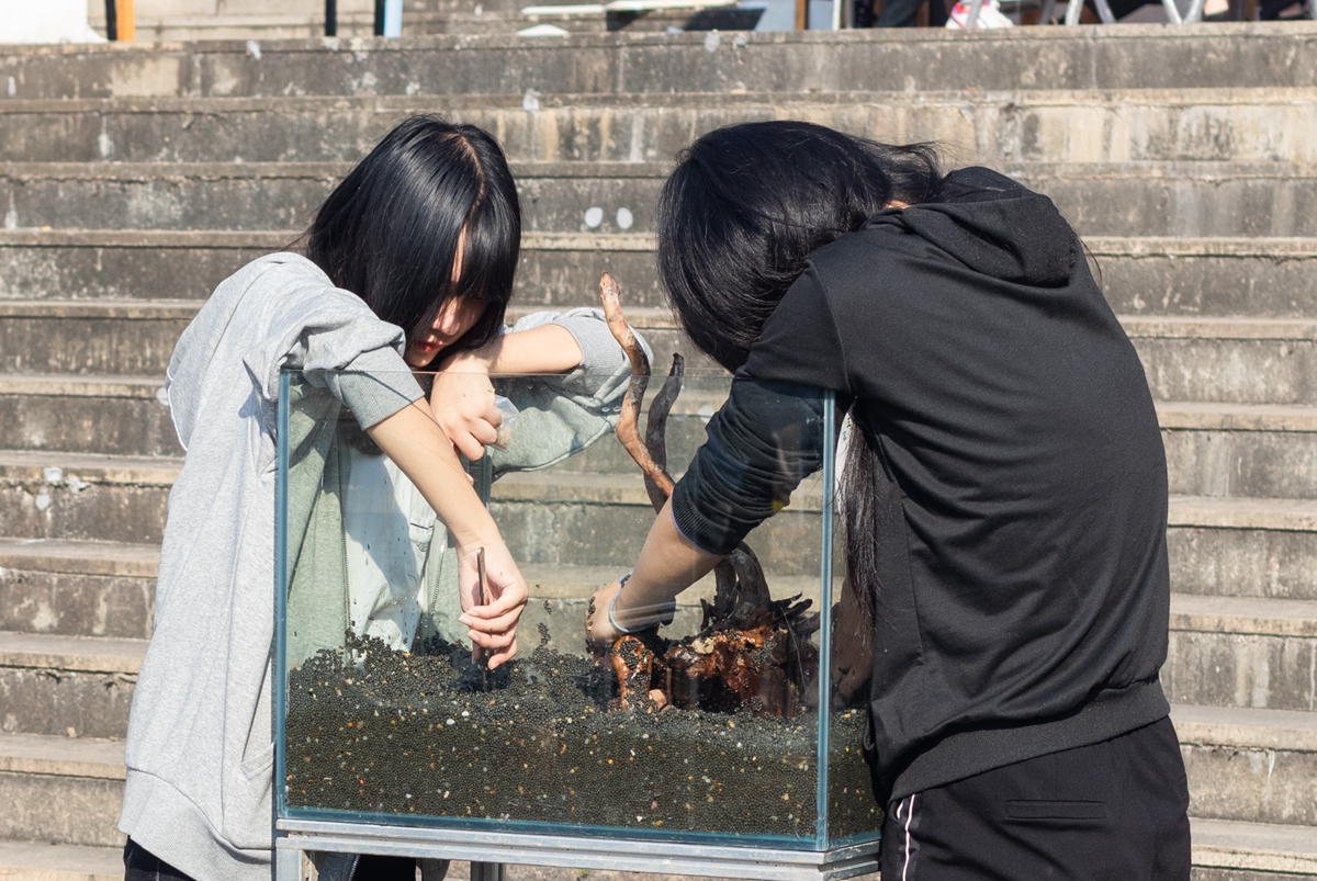 365英国上市集团同学共同协作进行水族造景大赛（学通社记者 吴奕彤 摄）